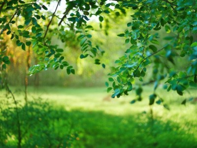 绿色叶，放心使用，我们有你的支持。