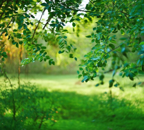 绿色叶,放心使用,我们有你的支持。 绿色叶,放心使用,我们有你的支持。